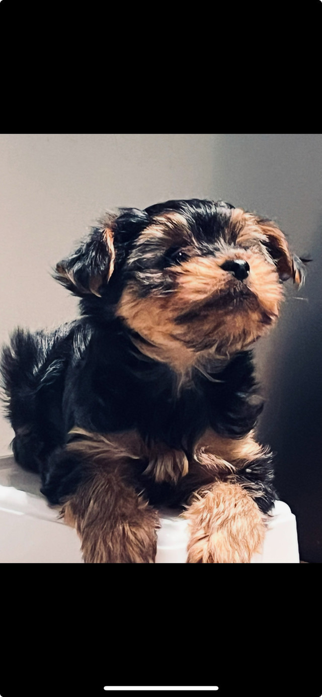 Yorkshire dans Chiens et chiots à adopter  à Lanaudière