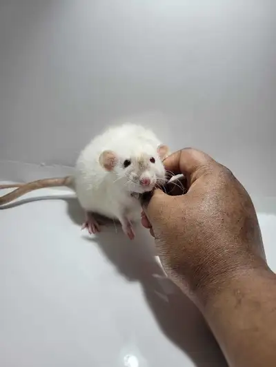 RED RATTERY ADOPTIONS, View more