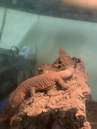Uromastyx with tank