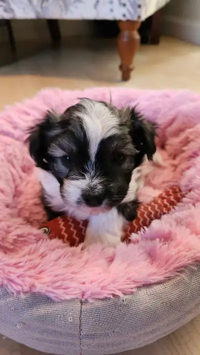 Beautiful Havanese Puppies!, View more