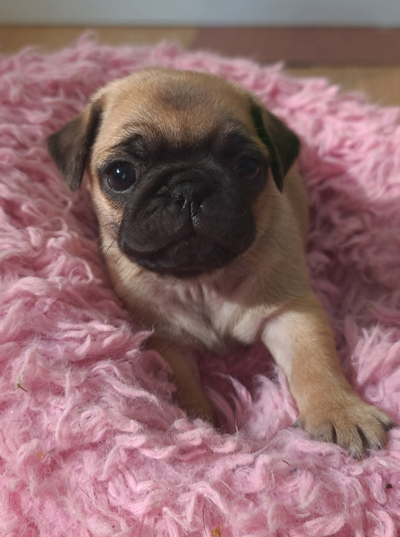Pug Puppies Dogs & Puppies for Rehoming Chilliwack Kijiji