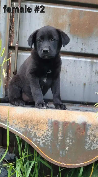 Black Lab Cross x Border Collie , View more
