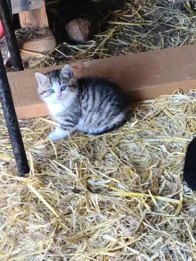 Cuddly kittens ready for their new families, View more