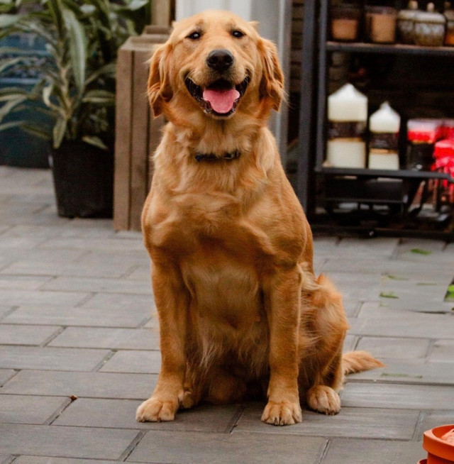Purebred Golden Retriever puppies in Dogs & Puppies for Rehoming in Hamilton - Image 3