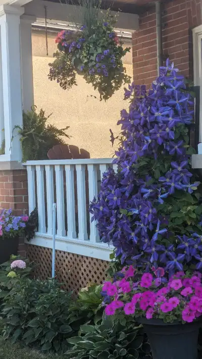 Looking for a home to rent