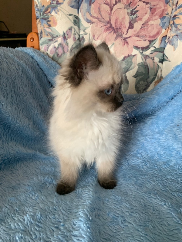 Ragdoll Kittens Ready To Go Cats & Kittens for Rehoming Edmonton Kijiji