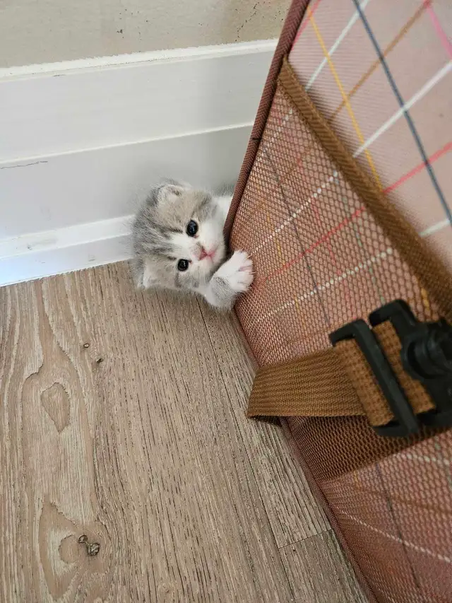 Scottish and British Shorthair Kittens in Cats & Kittens for Rehoming in City of Toronto - Image 7