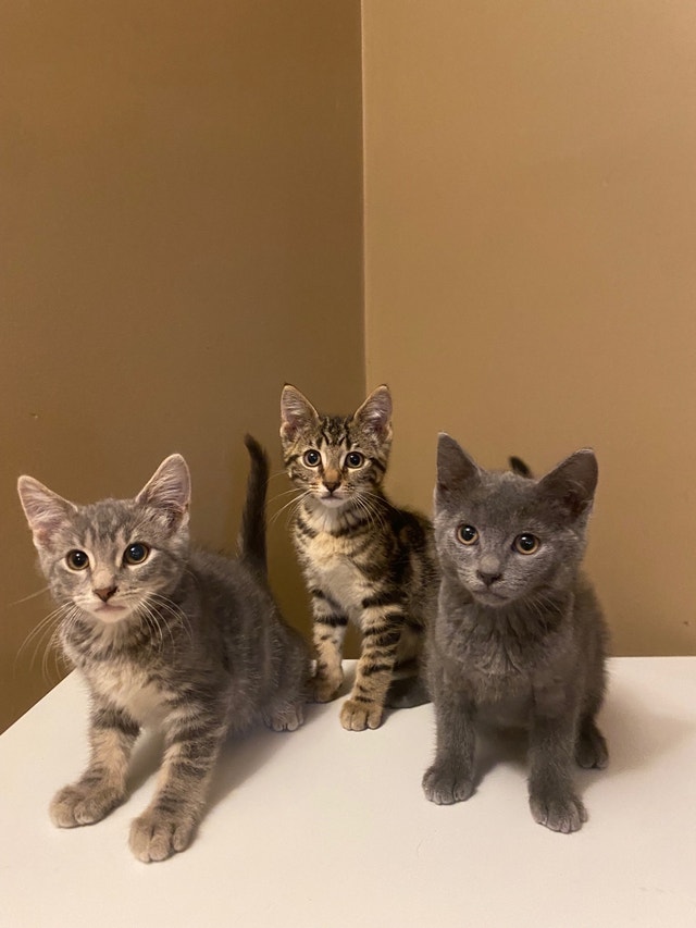 3 Male Kittens!!! Cats & Kittens for Rehoming Hamilton Kijiji