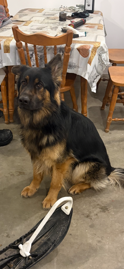 Berger allemand, View more