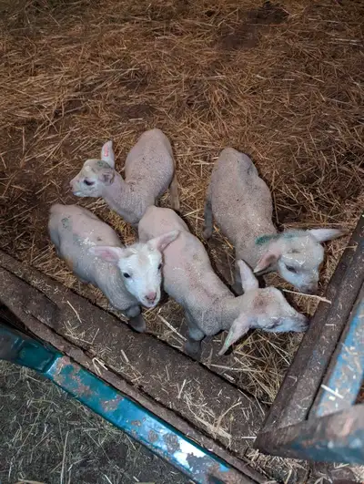 Looking for 2-4 lambs that are off the bottle. Ready to start on grain to be finished. Kids want a s...