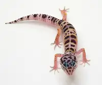 gecko leopard bebe, plusieurs phases (couleurs)