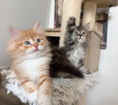 Purebred Siberian Kittens, View more