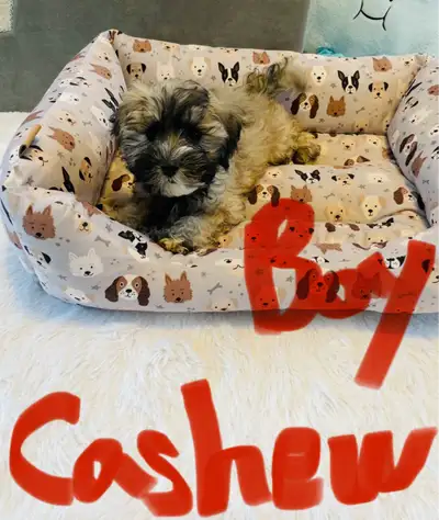 Text for fast response to Bellina 705-995-0358 Our most adorable Cockapoo puppies are available and...
