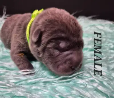 BEAUTIFUL MINIATURE SHAR-PEI PUPPIES, View more