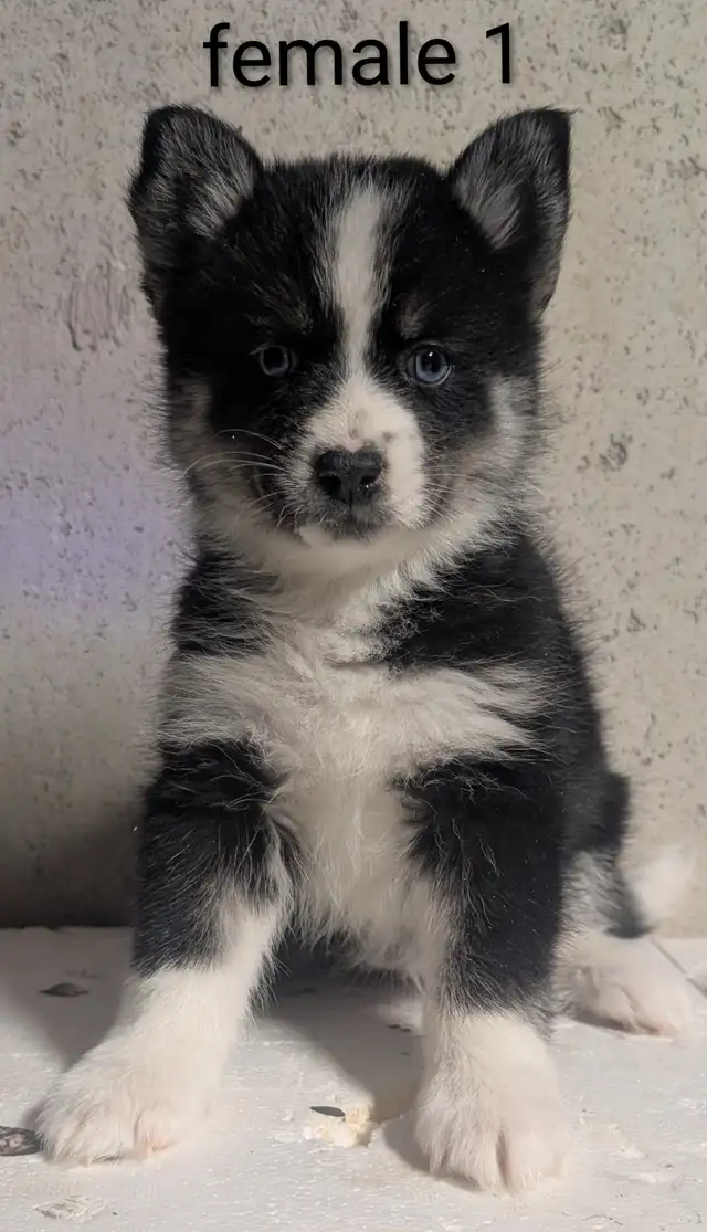 Pomsky puppies in Dogs & Puppies for Rehoming in Barrie - Image 3