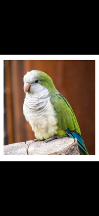 Looking for female green quaker to add to family 