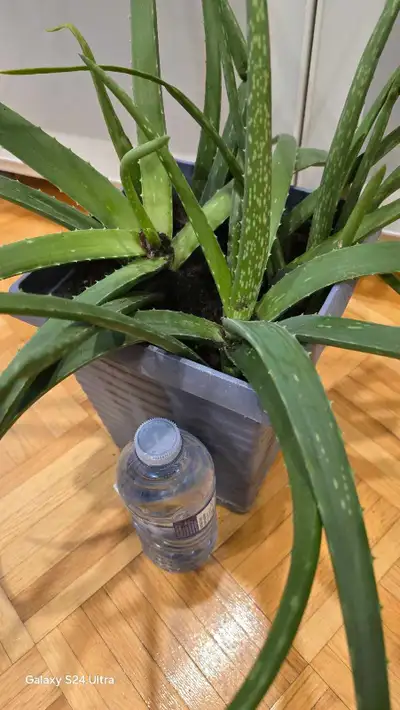 Aloe Vera large pot, View more
