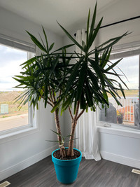 Yucca plant