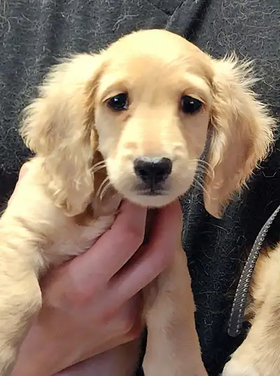 Miniature Long Haired Dachshunds, View more