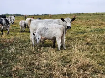 Speckle Park cow with intact bull calf at side Registered cow, registerable calf. For sale because s...