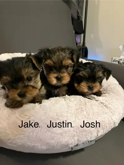 Yorkshire Terriers - Yorkie, View more