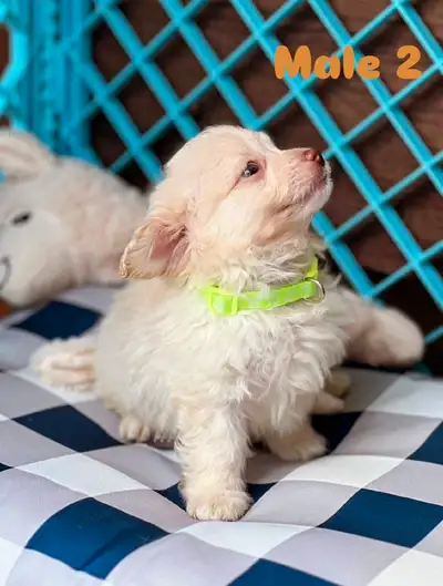 Gorgeous Yorkie-Pom puppies for sale ❤️❤️, View more