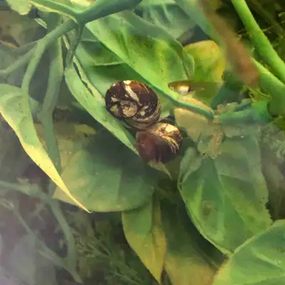 Marble Rams Horn  Aquatic Snails, View more