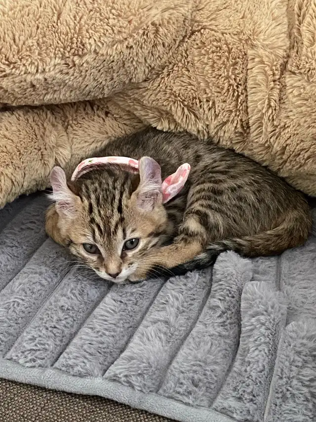 chaton de 3 mois Hilandlynx in Cats & Kittens for Rehoming in Laval / North Shore - Image 3