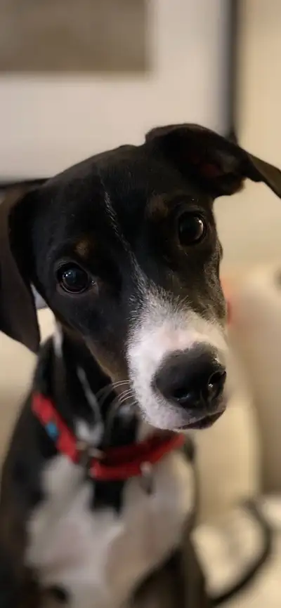 Rescue Puppy/Chiot Sauvetage - Suki, View more