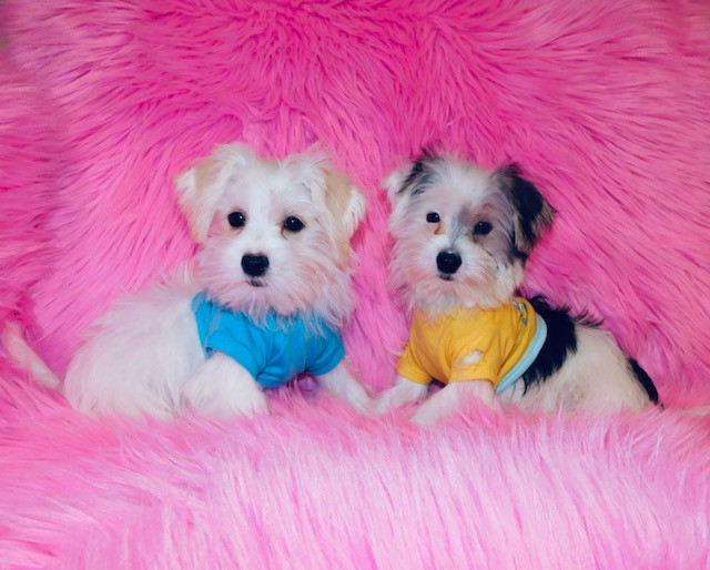 Morkie puppies. in Dogs & Puppies for Rehoming in City of Toronto - Image 2
