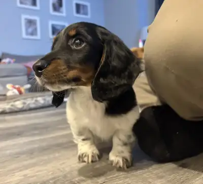 Miniature Dachshund Puppy, View more