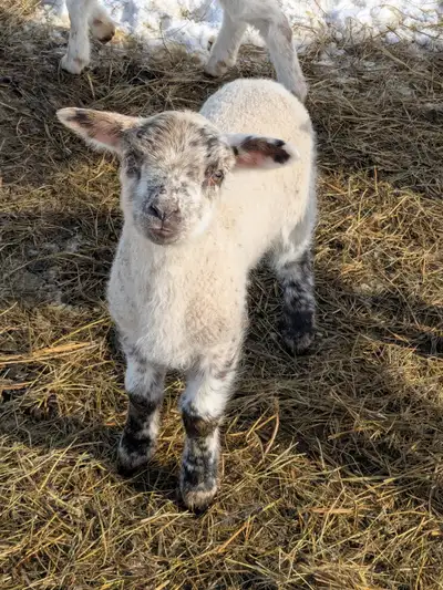 Intact ram lambs. Born feb 24th, View more