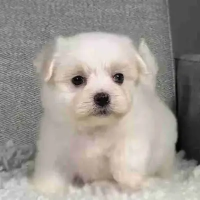 Full white fluffy Maltese .. 2 boys left! Appoalergetic non shedding sweet cuddly love to play & exp...