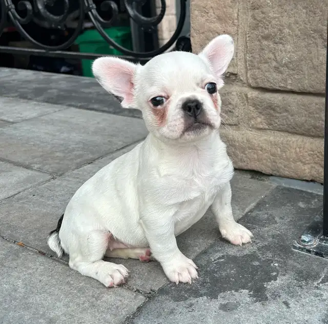 French Bulldog Female in Dogs & Puppies for Rehoming in Oakville / Halton Region - Image 11