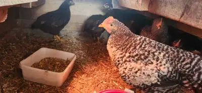 Gros coq à donnne