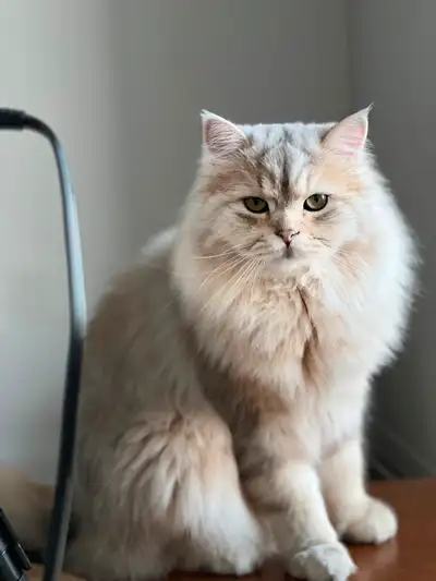 Persian Chinchilla boy rehome, View more