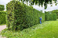 HEDGE TRIMMING SERVICES - LONDON HEDGES 519-933-0443
