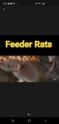 FEEDER RATS for snakes live or frozen