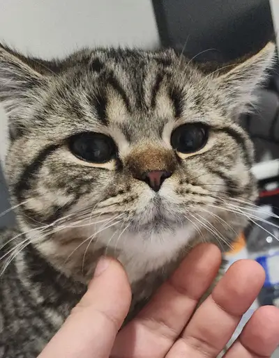 British Shorthair Cat – Looking for a Loving home, View more