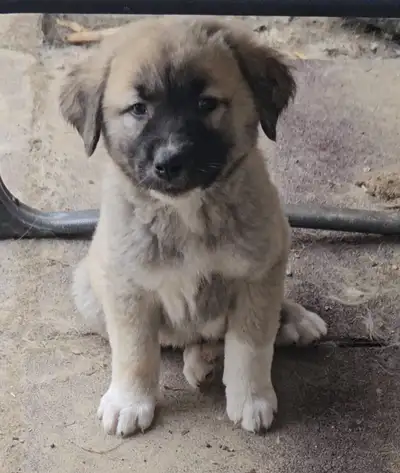 11 Incredible Pure Bred LGD Kangal Puppies. $1,000.00 and/or bartering per pup. Born April 17th 2025...