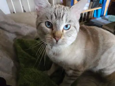 9 months old Male Cat, View more