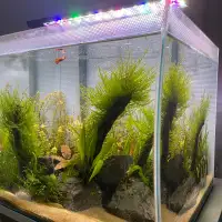 Aquarium Taiwan Moss