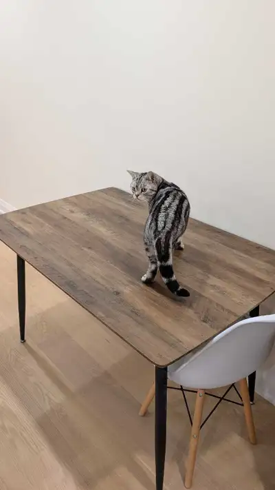 Structube Maylis dining table, View more