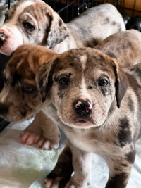 Puppies for rehome