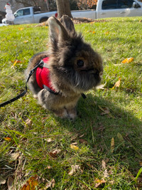 Need to re-home Lion Head Bunny