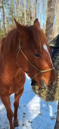 Cheval quater-horse trois ans à vendre