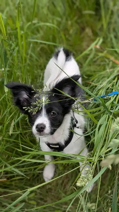 Chiot Continental nain (papillon) Né le 19 mars 2025 Mâle noir et blanc Vacciner vermifuger Disponib...