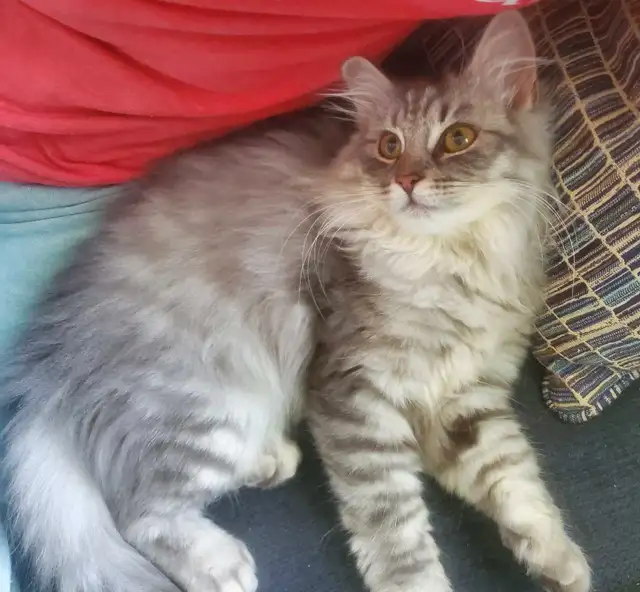 Siberian junior kitten