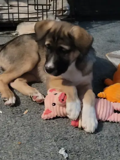 - 12 weeks old - she is going to be big - has first shots - I have 2 other dogs and can't keep her -...