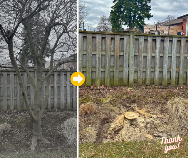 Clean up | Hedges | Tree Services | Lawn care in Lawn, Tree Maintenance & Eavestrough in City of Toronto - Image 4